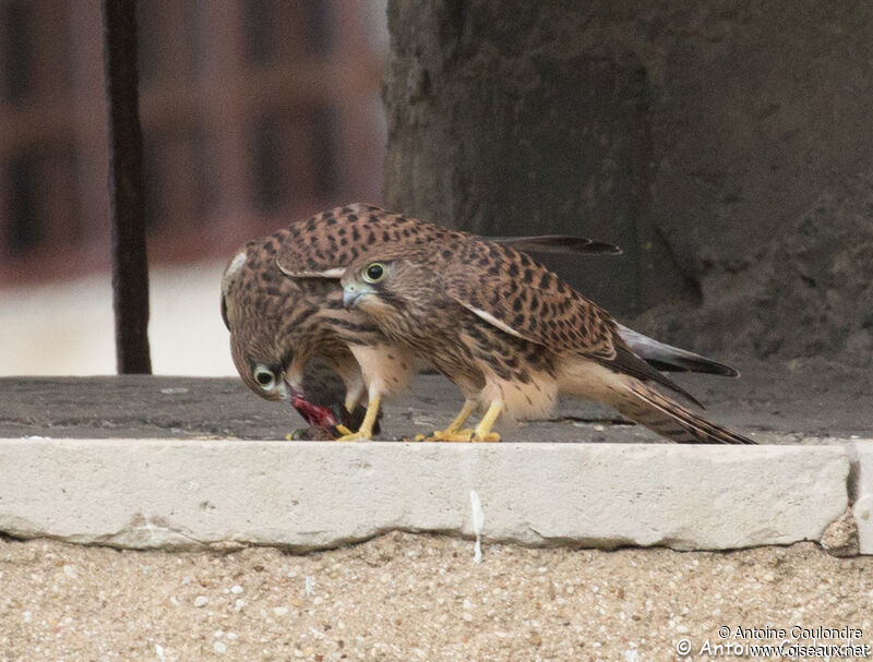 Common Kestreljuvenile, eats