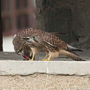 Common Kestrel