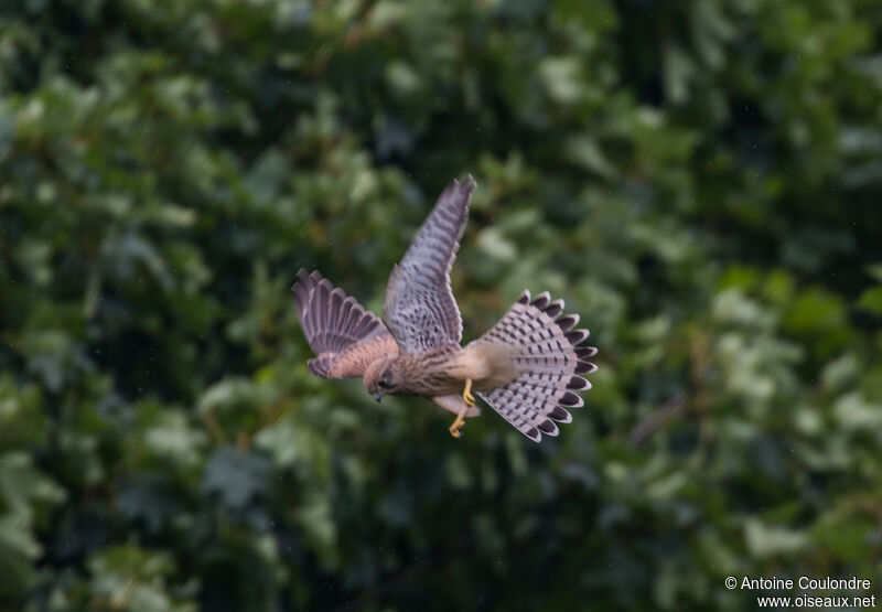 Common Kestreljuvenile, fishing/hunting