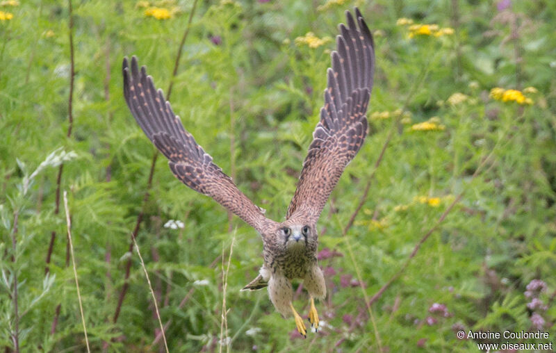 Common Kestreljuvenile, fishing/hunting