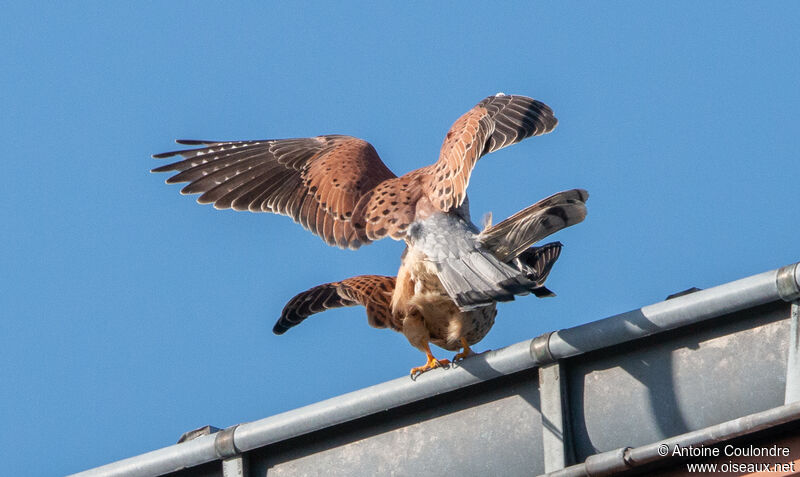 Common Kestreladult breeding, mating.