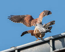 Common Kestrel