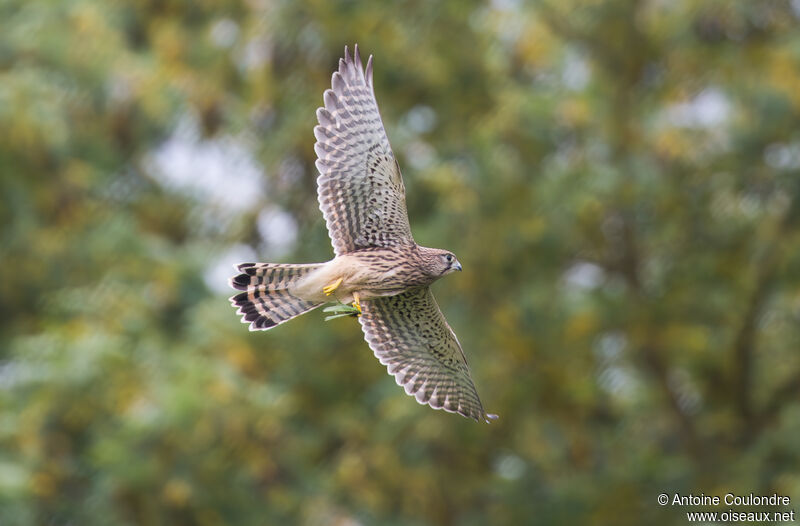 Common Kestreljuvenile