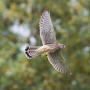 Common Kestrel