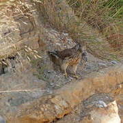 Common Kestrel