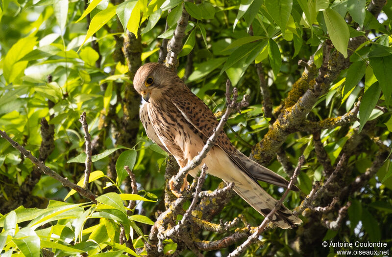 Common Kestrel female adult breeding