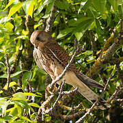 Common Kestrel