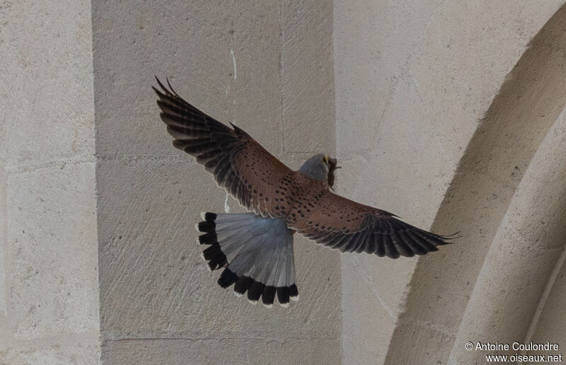 Common Kestrel male adult, fishing/hunting