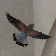 Common Kestrel