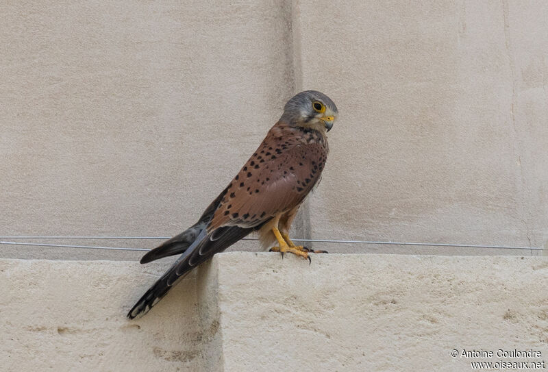 Common Kestrel male adult breeding