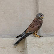 Common Kestrel