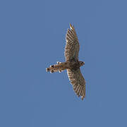 Common Kestrel