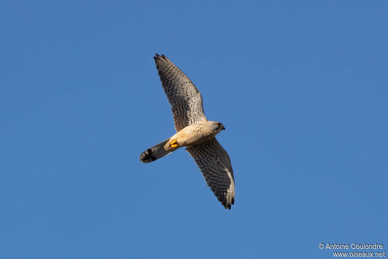 Common Kestrel male adult