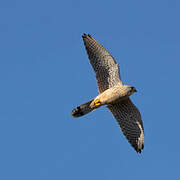 Common Kestrel