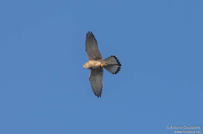 Common Kestrel female adult, Flight