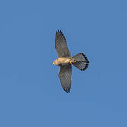 Common Kestrel