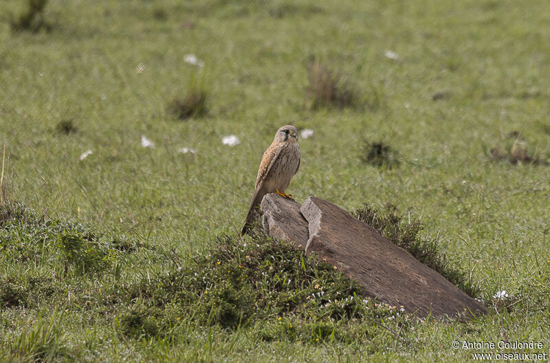 Common Kestrel male adult