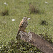 Faucon crécerelle