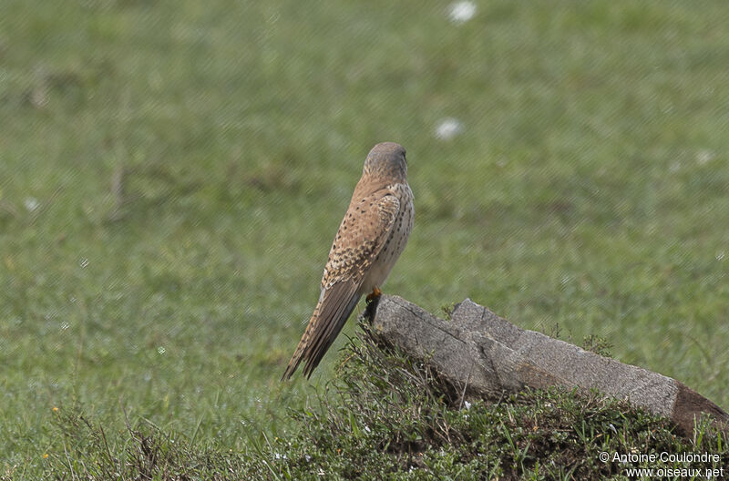 Common Kestrel male adult