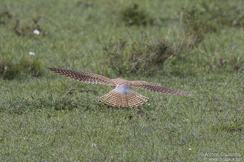 Common Kestrel male adult