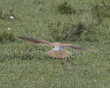 Common Kestrel