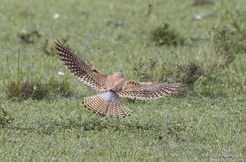 Common Kestrel male adult