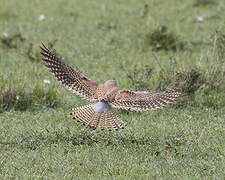 Common Kestrel