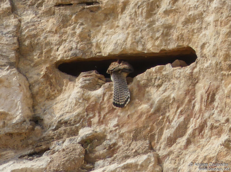 Common Kestrel female adult breeding, Reproduction-nesting