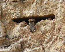 Common Kestrel