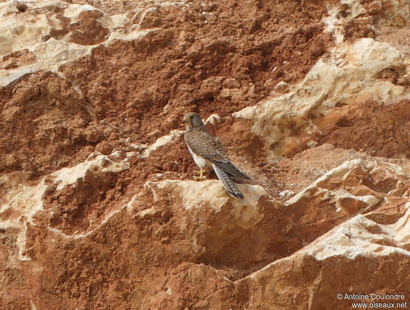 Common Kestrel female adult breeding, Reproduction-nesting