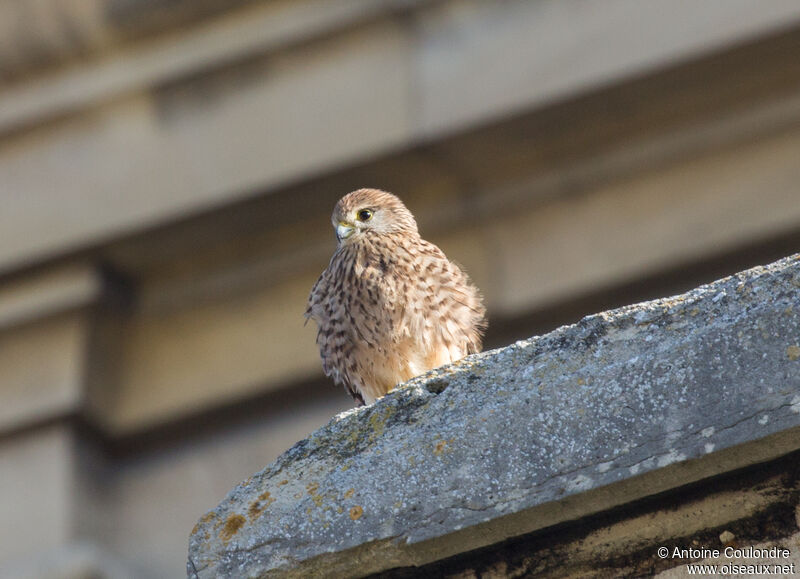 Common Kestreljuvenile