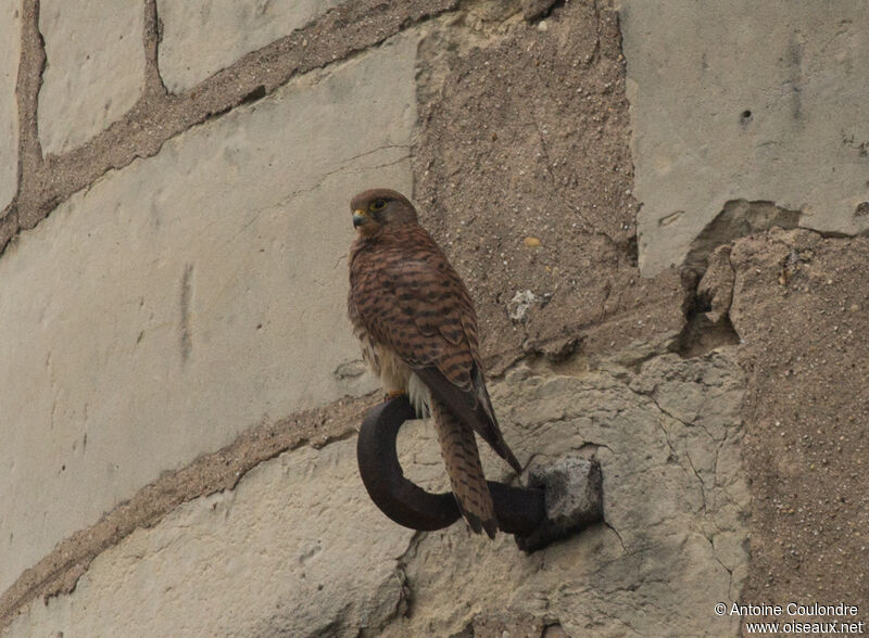 Common Kestrel female adult