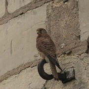 Common Kestrel