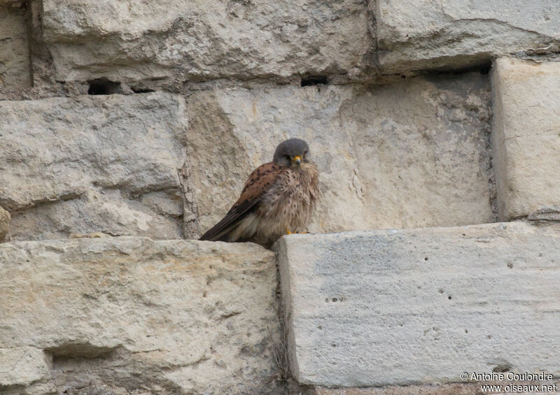 Common Kestrel male adult