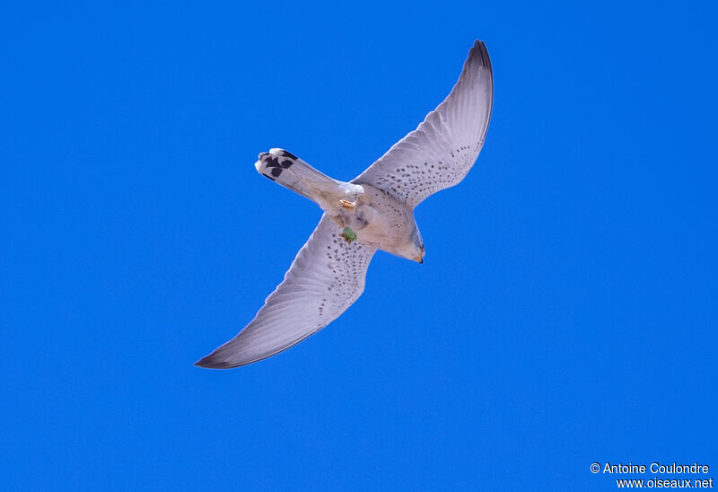 Lesser Kestrel male adult breeding, Flight, fishing/hunting