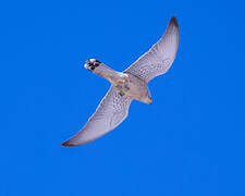 Lesser Kestrel