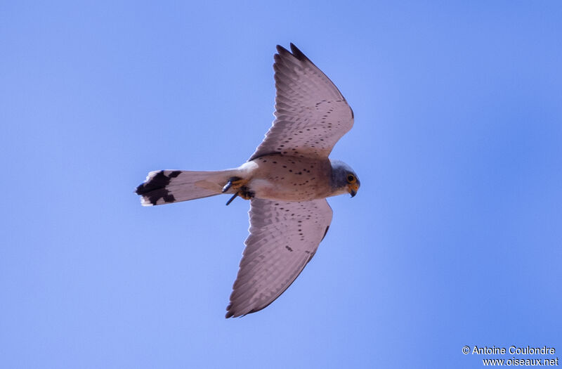 Lesser Kestrel male adult, fishing/hunting