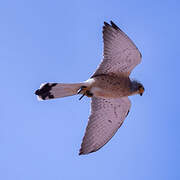 Lesser Kestrel