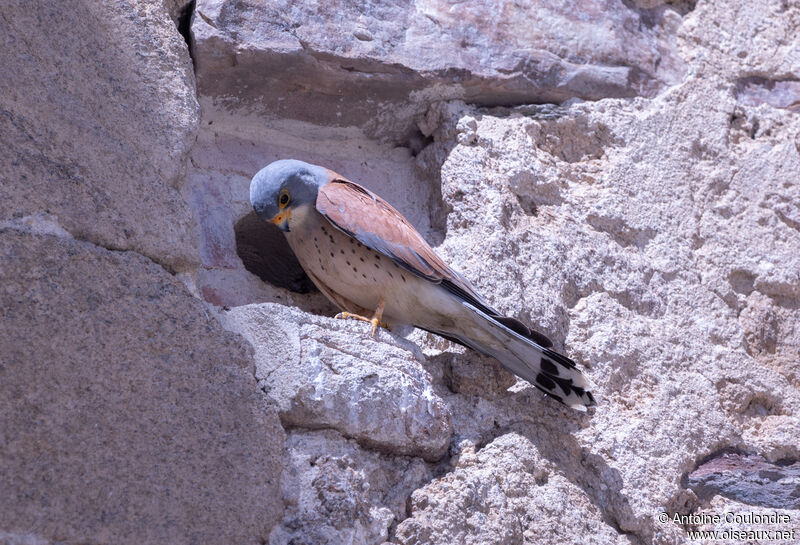 Lesser Kestrel male adult breeding