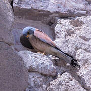 Lesser Kestrel