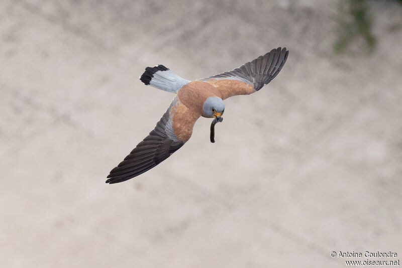 Lesser Kestrel male adult breeding, Flight, fishing/hunting