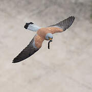 Lesser Kestrel