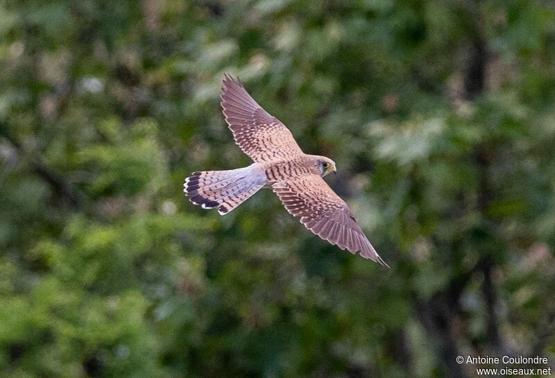 Lesser Kestrel female adult breeding