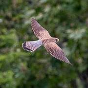 Lesser Kestrel