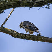 Eurasian Hobby