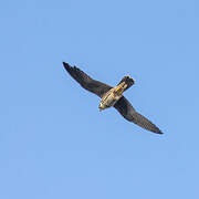 Eurasian Hobby