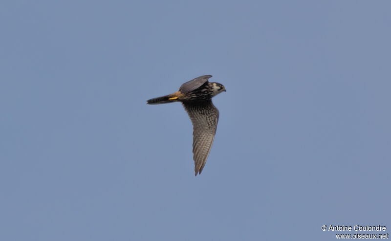 Eurasian Hobbyadult, Flight