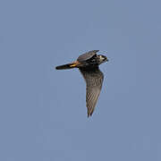 Eurasian Hobby