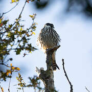 Eurasian Hobby