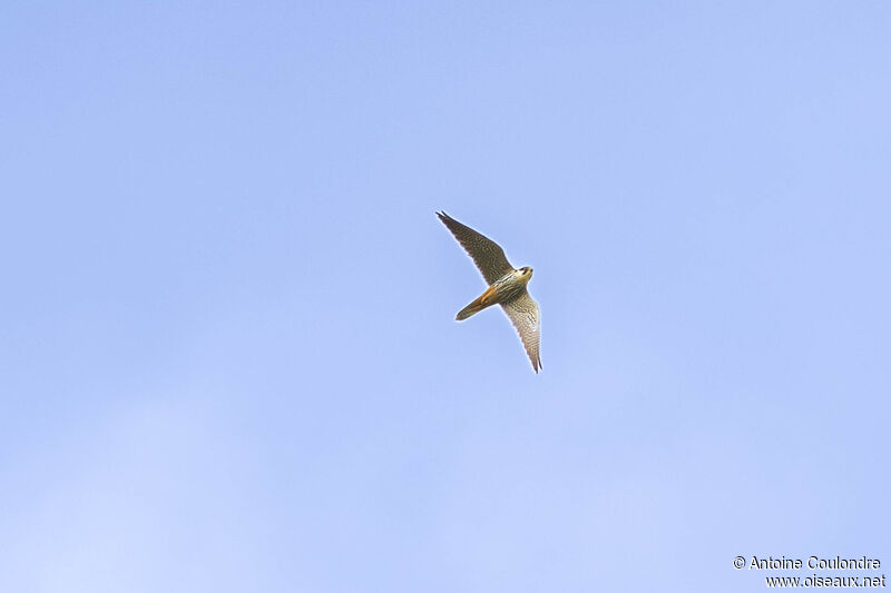 Eurasian Hobbyadult breeding, Flight